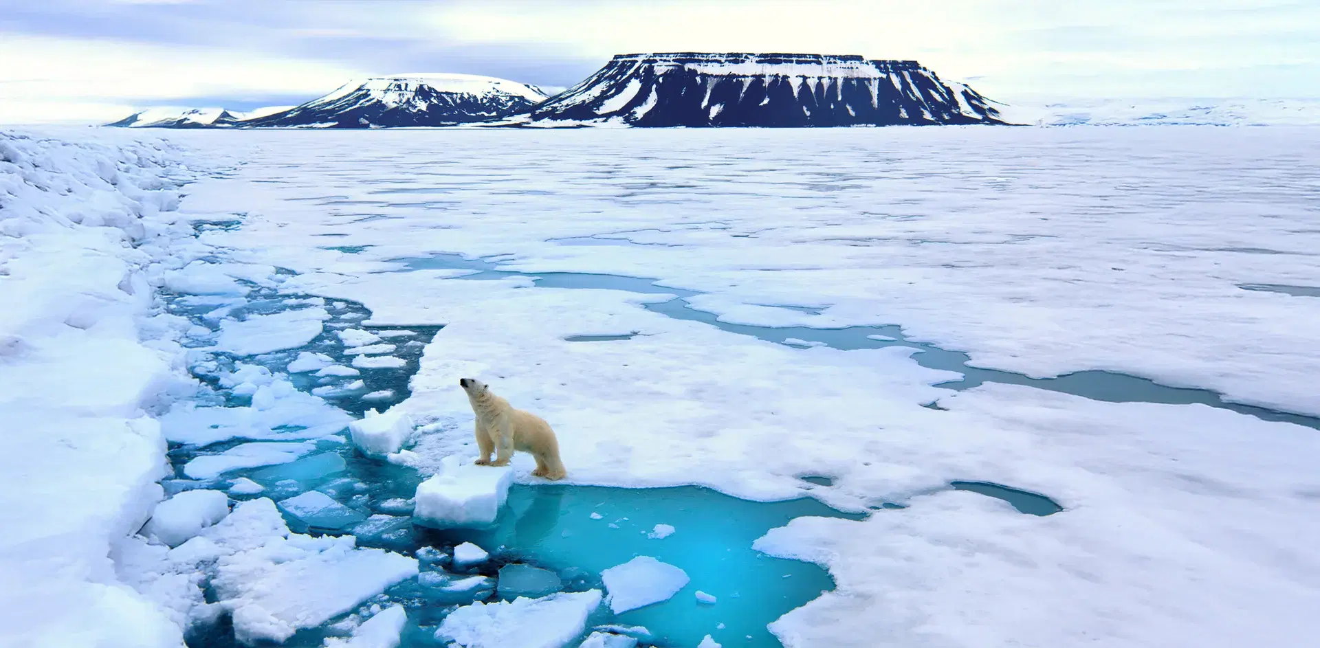 Climate Action & Net Zero